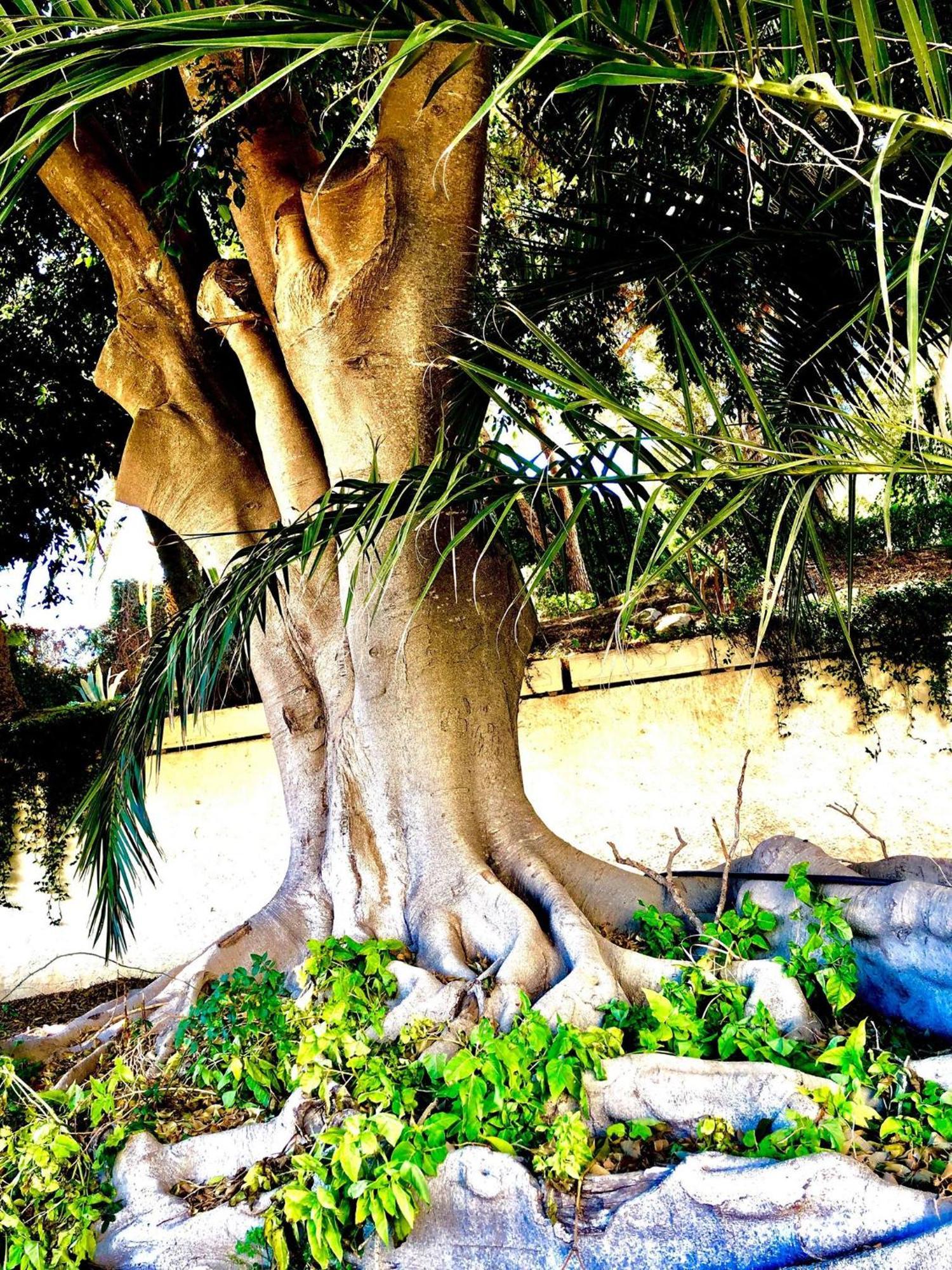Albufeira Jardim - Apartamentos Turisticos Zewnętrze zdjęcie